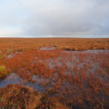 First UK-wide peatland preservation strategy unveiled