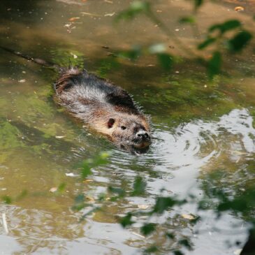 Funded PhD – Impacts of multiple stressors (pollutants and disease) on beavers in England