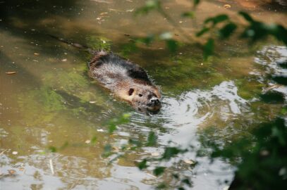 A wild beaver swimming in a tranquil Hungarian river, surrounded by lush foliage.